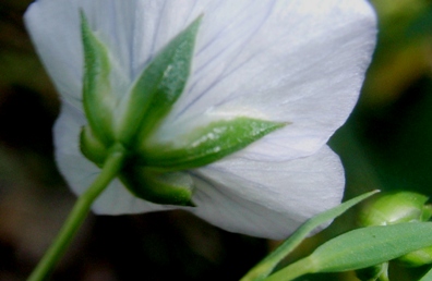 Linum bienne